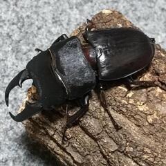 ヒラタクワガタ  ペア ②の画像
