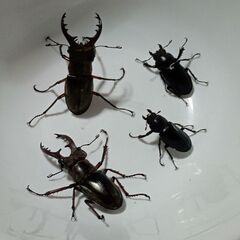 クワガタ4種類12匹セットの画像