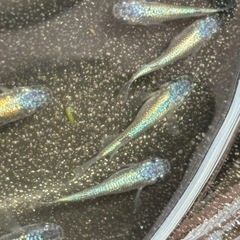 ネプチューンメダカ　5匹の画像