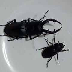 クワガタ4種類12匹セットの画像