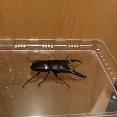 ツシマヒラタクワガタ幼虫①の画像
