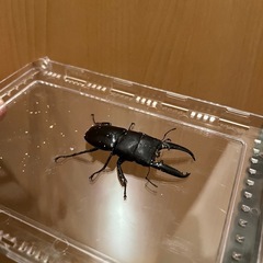 ツシマヒラタクワガタ幼虫①の画像