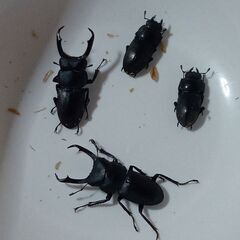 クワガタ4種類12匹セットの画像