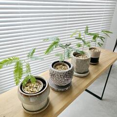 ◼️エバーフレッシュ◼️2.5号鉢　観葉植物の画像