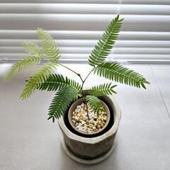 ◼️エバーフレッシュ◼️2.5号鉢　観葉植物の画像