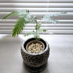 ◼️エバーフレッシュ◼️2.5号鉢　観葉植物の画像