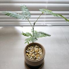 ◼️エバーフレッシュ◼️2.5号鉢　観葉植物の画像