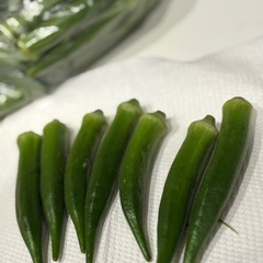 完全オーガニック栽培　丸オクラの画像