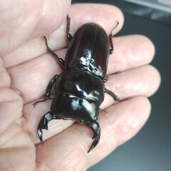 ドルクス ヤクシャ ♂52㎜＋♀2頭の画像