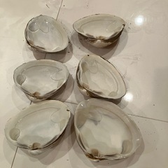 ほっきの貝殻の画像