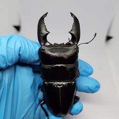 スマトラヒラタクワガタ♂️95mm♀️フリーサイズペアの画像