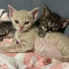 ※希望者様と相談中【あーちゃん♂】生後1ヶ月  - 猫