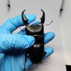 シブヤンオオヒラタクワガタ♂️95mm♀️フリーサイズペアの画像