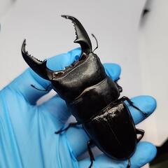 シブヤンオオヒラタクワガタ♂️95mm♀️フリーサイズペアの画像