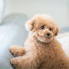 犬友募集してます