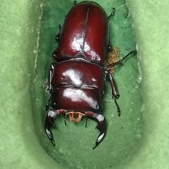 ドルクス ヤクシャ ♂45.5㎜＋♀2頭　の画像