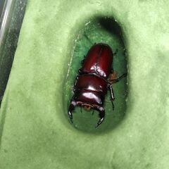 ドルクス ヤクシャ ♂45.5㎜＋♀2頭　の画像