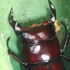 ドルクス ヤクシャ ♂45.5㎜＋♀2頭　の画像
