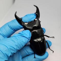 シブヤンオオヒラタクワガタ♂️91mm♀️フリーサイズペアの画像