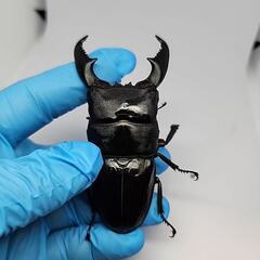 シブヤンオオヒラタクワガタ♂️91mm♀️フリーサイズペアの画像