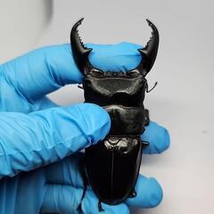 シブヤンオオヒラタクワガタ♂️91mm♀️フリーサイズペアの画像