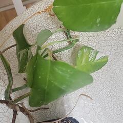 斑入りモンステラの画像