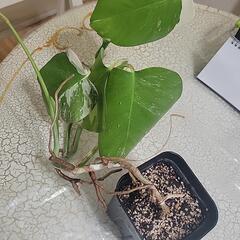 斑入りモンステラの画像