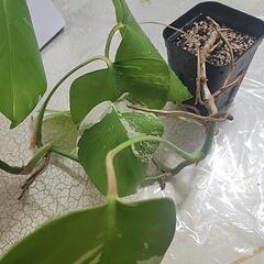 斑入りモンステラの画像