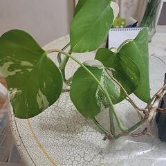 斑入りモンステラの画像