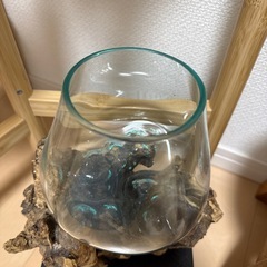 流木水槽の画像