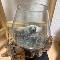 流木水槽の画像