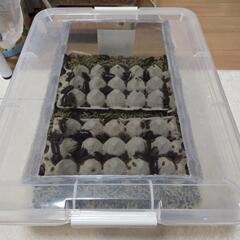 デュビアの画像