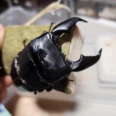 大型　スマトラヒラタクワガタ♂️104.8mm♀️50up　ペアの画像