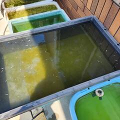 飼育できないメダカ引き取ります◎の画像