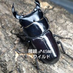 ドルクス ヤクシャ ♂45.5㎜＋♀2頭　の画像
