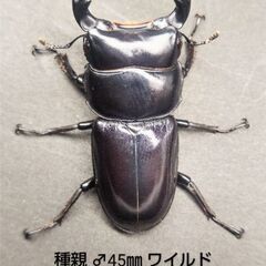 ドルクス ヤクシャ ♂52㎜＋♀2頭の画像