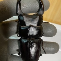 能勢YG オオクワガタ 82.5mm ペアの画像