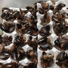 デュビアMIX100（ガットロ済）