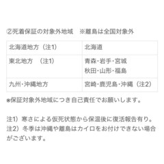 デュビアMIX400匹（ガットロ済）の画像