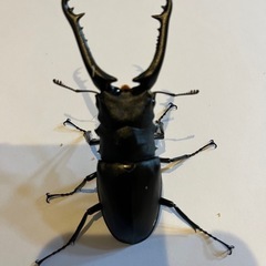ギラファクワガタ　ペア　　の画像