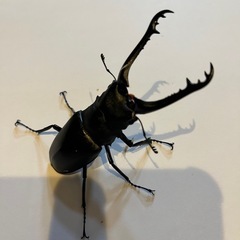 ギラファクワガタ　ペア　　の画像