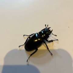 ギラファクワガタ　ペア　　の画像
