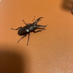 ノコギリクワガタ♂の画像