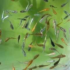 上物〜極上 ミックス 10＋α‬ ざっくりのご要望対応致します。の画像