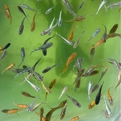 上物〜極上 ミックス 10＋α‬ ざっくりのご要望対応致します。の画像