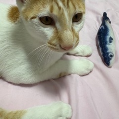 とても懐こい子猫です
