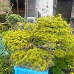 盆栽の画像