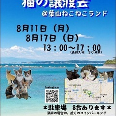 神奈川最大級！可愛い保護猫30〜40匹！子猫に会いたいなら是非！...