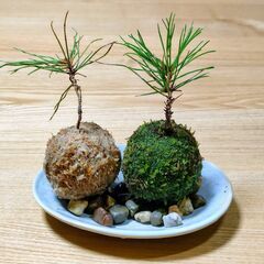 可愛い「ミニ夫婦苔玉(黒松)」の画像