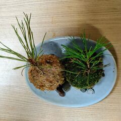 可愛い「ミニ夫婦苔玉(黒松)」の画像